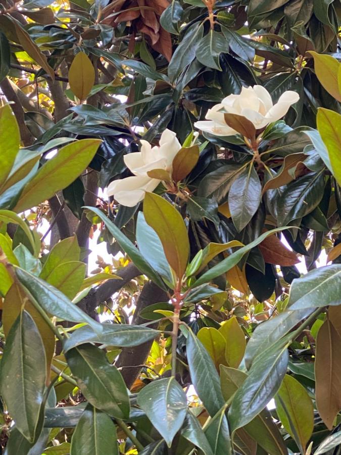 Le Magnolie Bed and Breakfast Santa Margherita Ligure Exterior foto